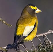 Evening Grosbeak