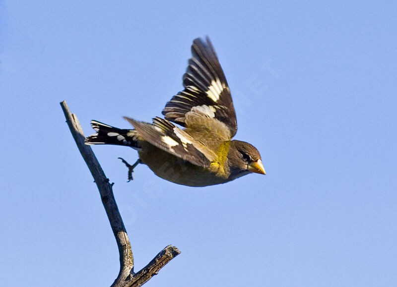 Evening Grosbeak male