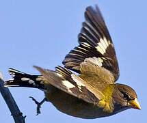 Evening Grosbeak