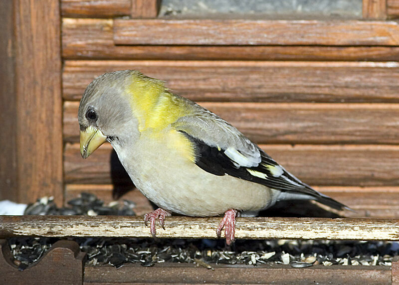 Evening Grosbeak female