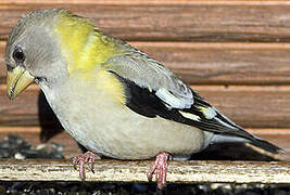 Evening Grosbeak