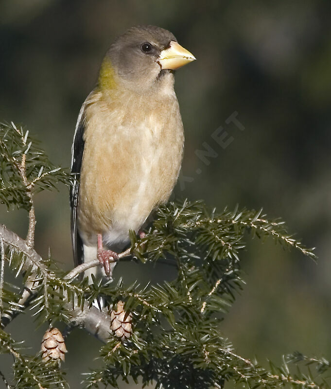 Evening Grosbeak female