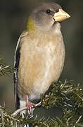 Evening Grosbeak