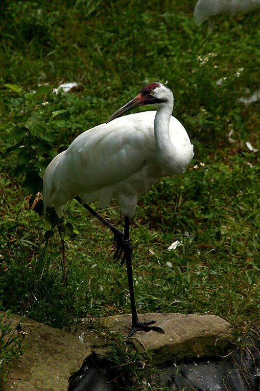 Whooping Crane