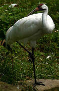 Whooping Crane