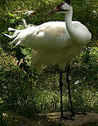 Whooping Crane