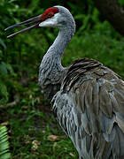 Sandhill Crane