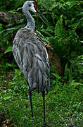 Sandhill Crane