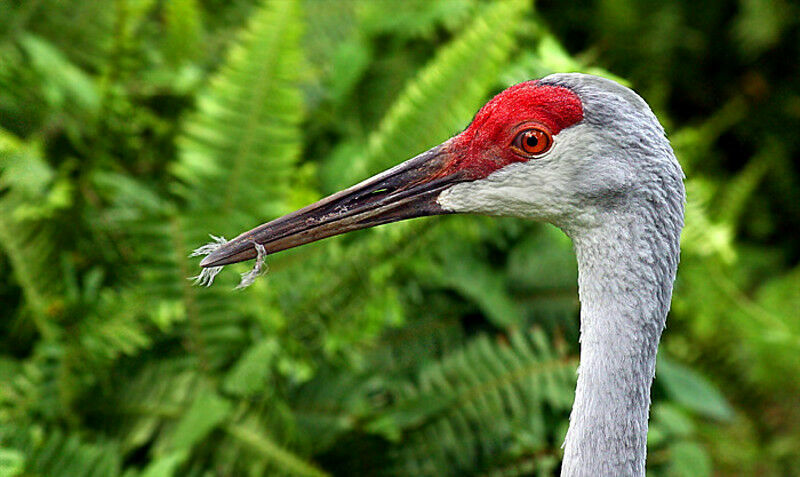 Sandhill Crane