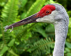 Sandhill Crane