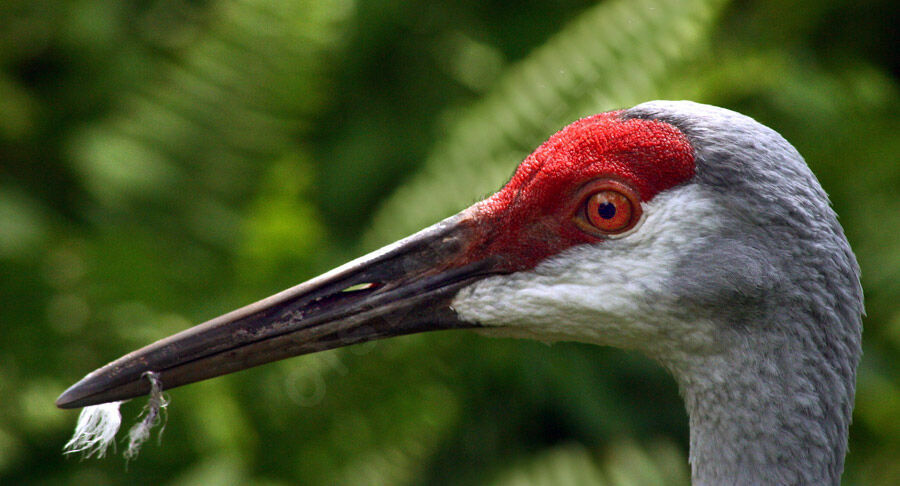 Sandhill Crane