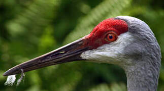 Sandhill Crane