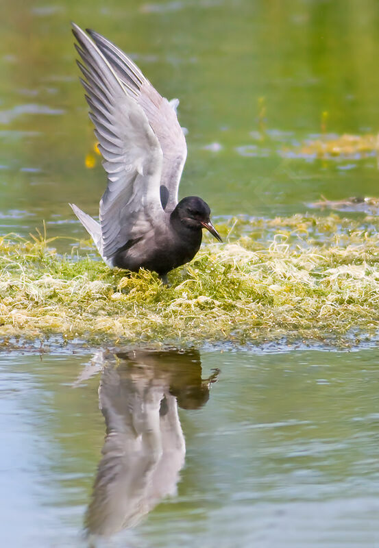 Guifette noireadulte, identification, Nidification, Comportement