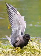 Black Tern