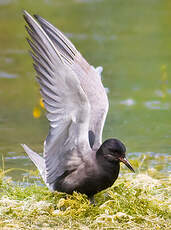 Guifette noire