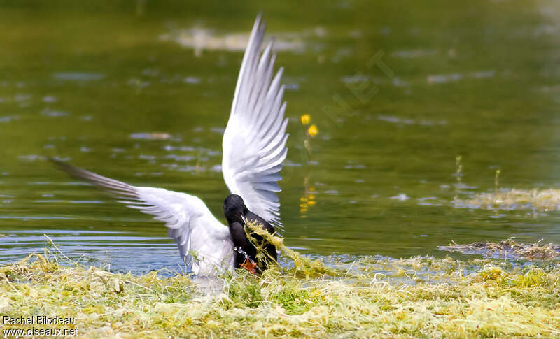 Black Ternadult breeding, Reproduction-nesting, Behaviour