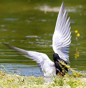 Black Tern