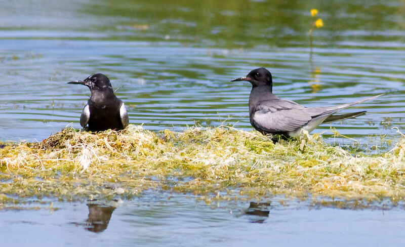 Black Tern adult, identification, Reproduction-nesting, Behaviour