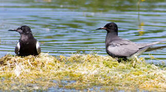 Black Tern