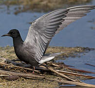 Black Tern