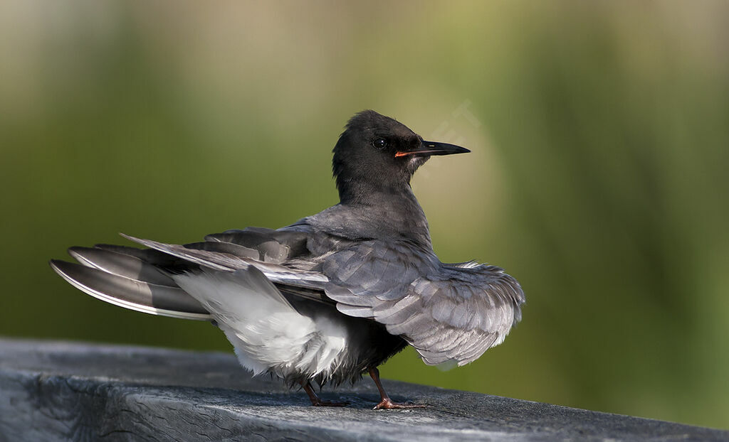 Black Tern, identification, Behaviour