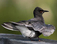 Black Tern