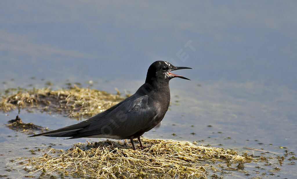 Guifette noireadulte nuptial, Nidification, Comportement