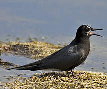 Black Tern