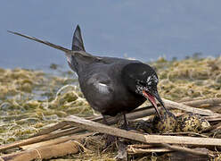 Black Tern