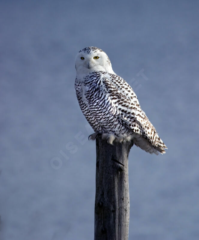 Harfang des neiges femelle