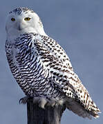 Snowy Owl