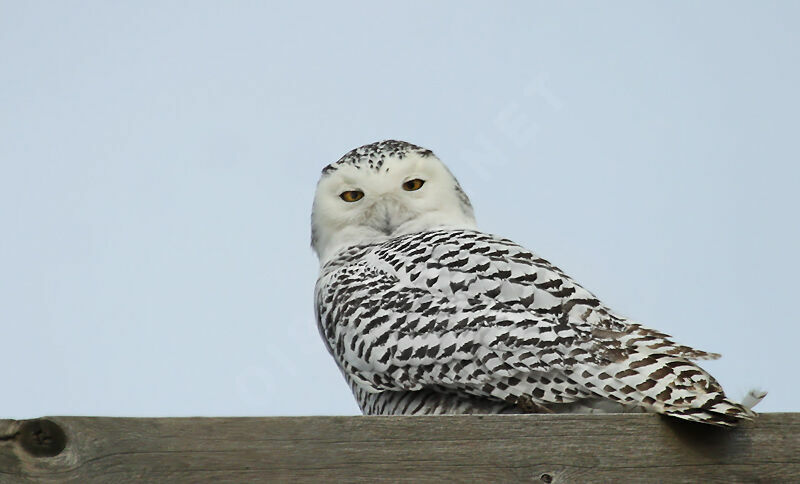 Harfang des neiges femelle