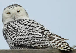 Snowy Owl