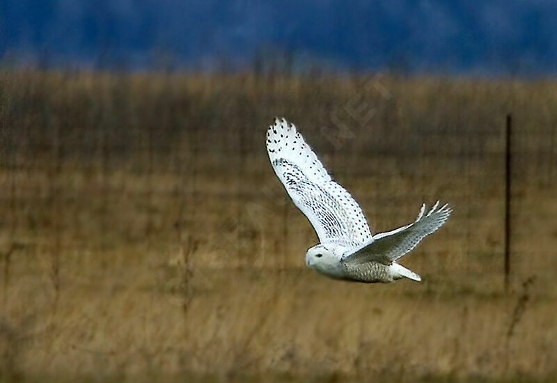 Snowy Owl female