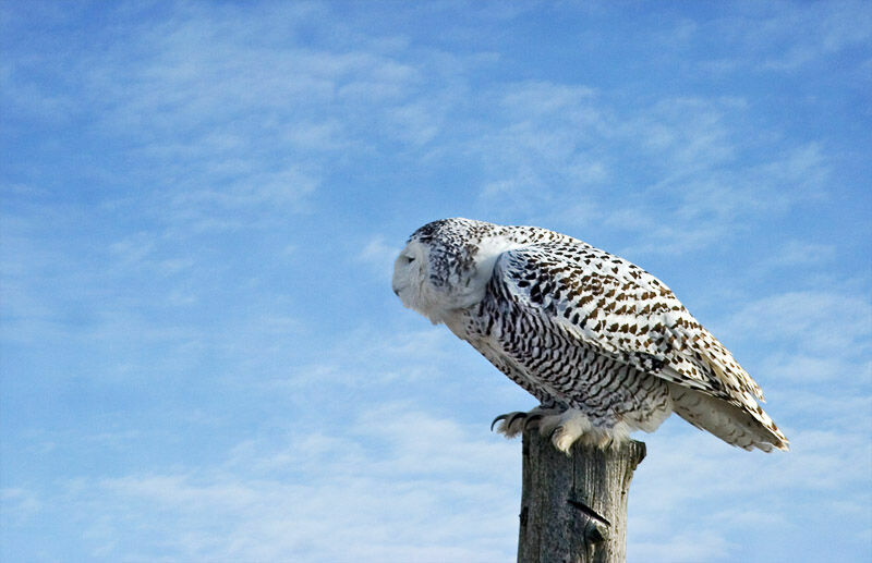 Harfang des neiges femelle