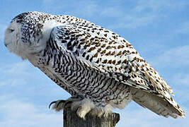 Snowy Owl