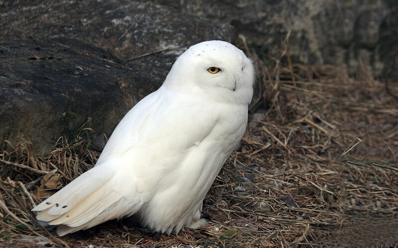 Harfang des neiges mâle