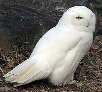 Snowy Owl