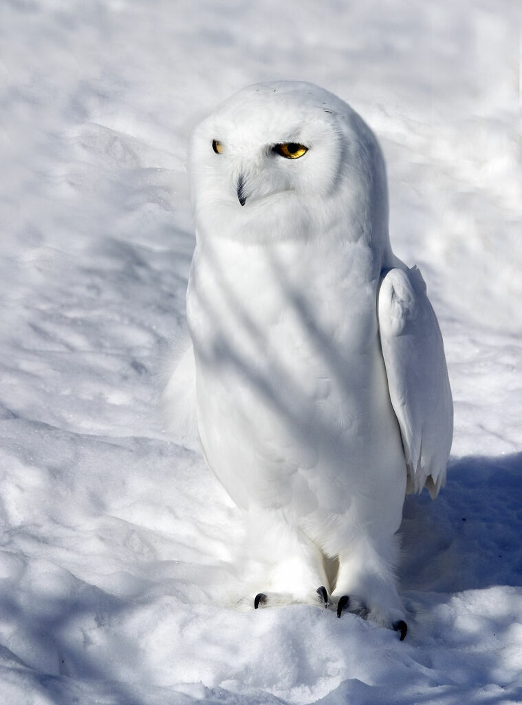 Harfang des neiges mâle