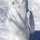Harfang des neiges