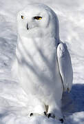 Snowy Owl