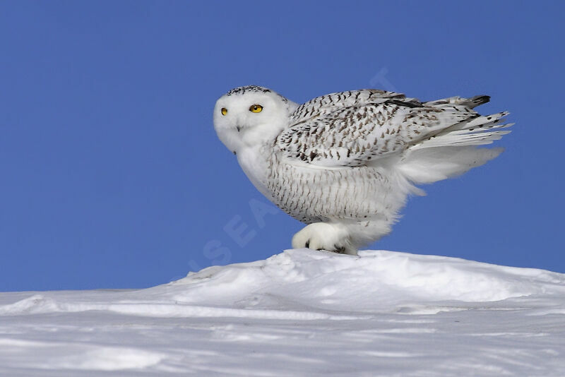 Harfang des neiges femelle