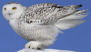 Snowy Owl