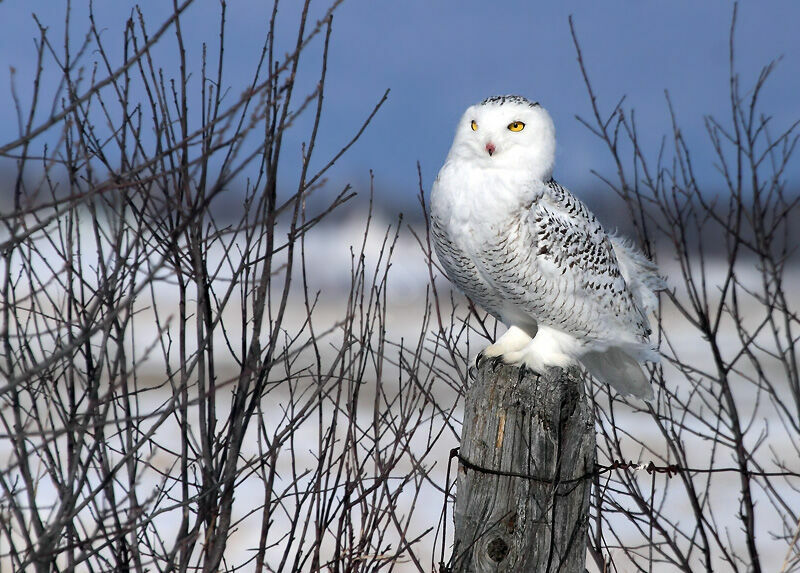 Snowy Owl female