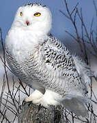 Snowy Owl