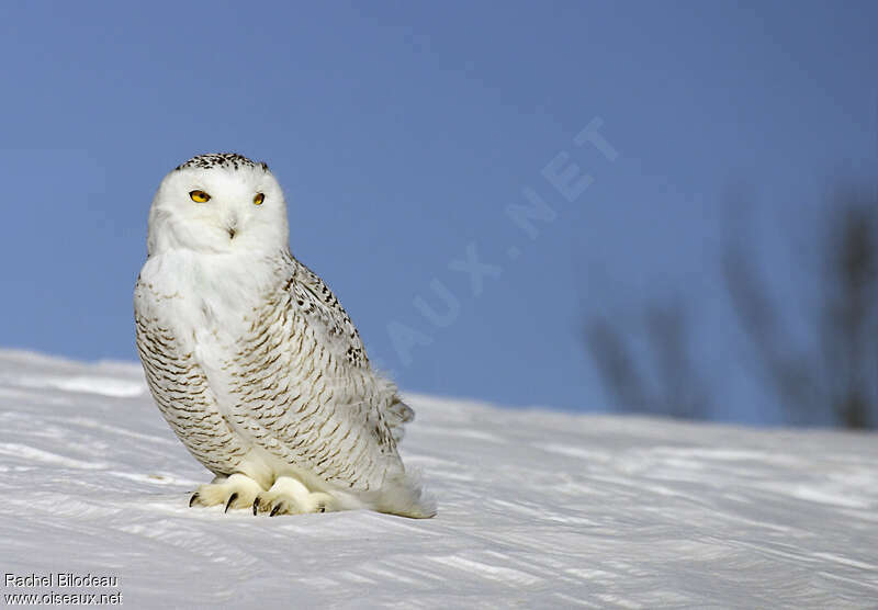 Harfang des neiges femelle