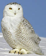 Snowy Owl