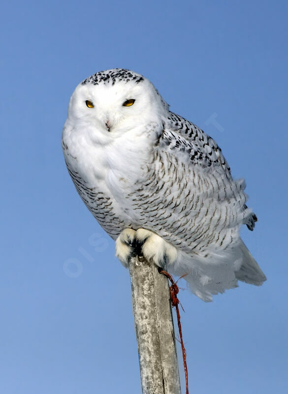 Snowy Owl female