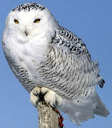 Snowy Owl