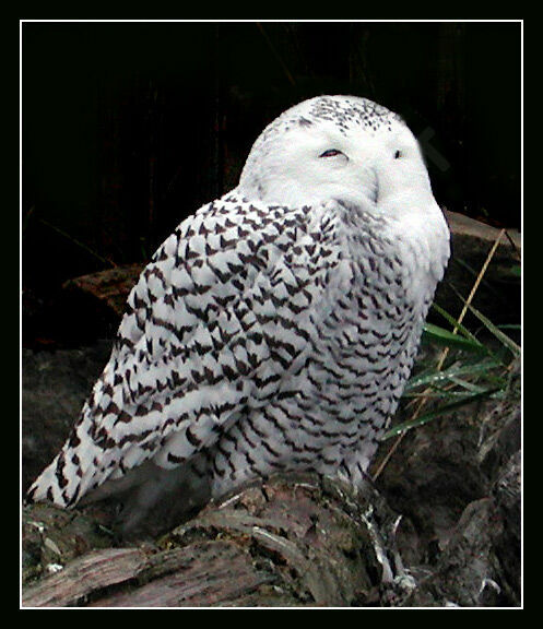 Snowy Owl